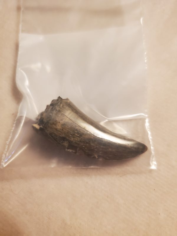 Tyrannosaur Tooth