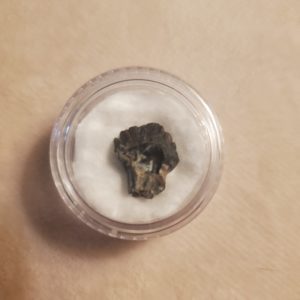 nodosaur tooth