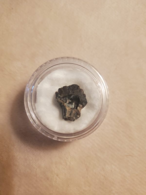 nodosaur tooth