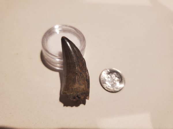 Tyrannosaur Tooth - Image 2