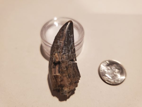 Tyrannosaur Tooth - Image 3