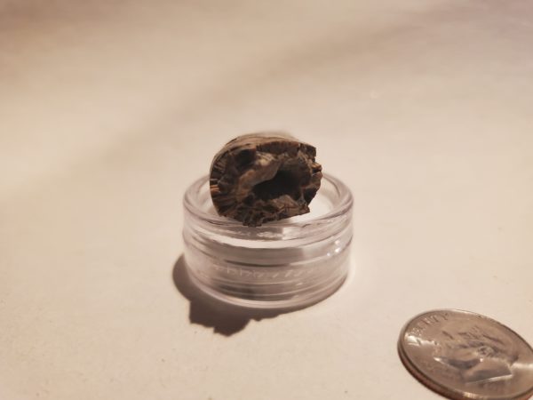 Tyrannosaur Tooth - Image 6