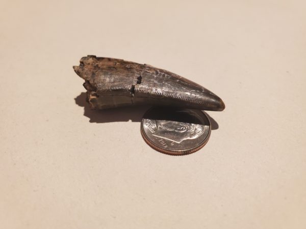 Tyrannosaur Tooth - Image 4