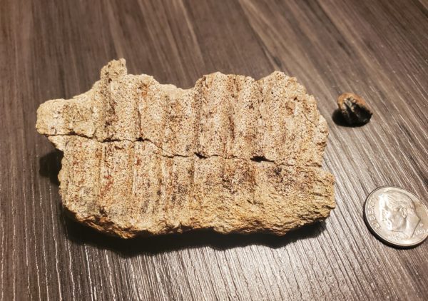 Hadrosaur Jaw Fragment plus Tooth