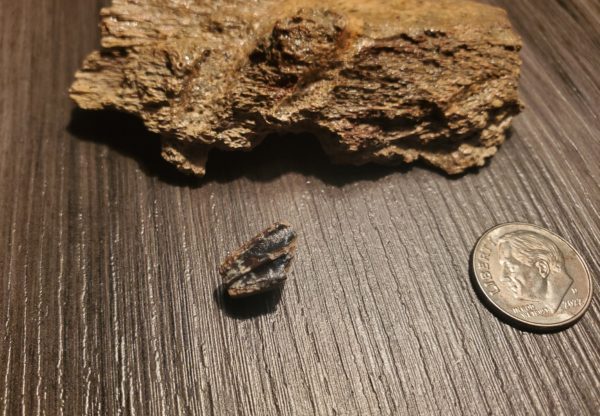 Hadrosaur Jaw Fragment plus Tooth - Image 5