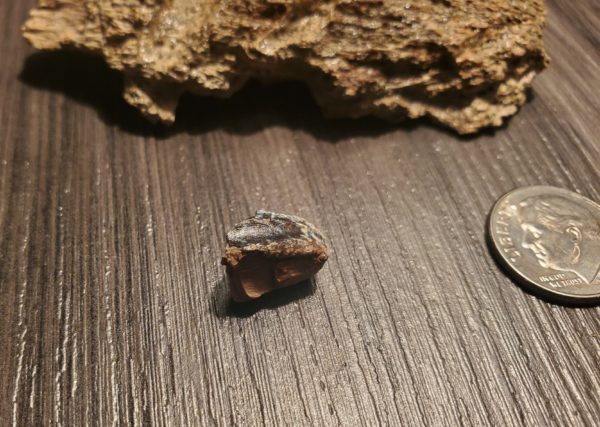 Hadrosaur Jaw Fragment plus Tooth - Image 4