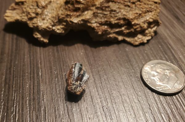 Hadrosaur Jaw Fragment plus Tooth - Image 3