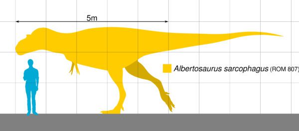 Tyrannosaur Tooth - Image 8