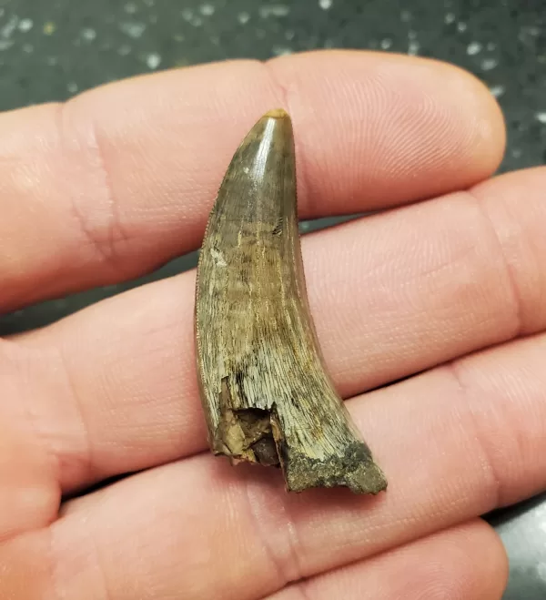 Buy this T-Rex tooth