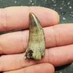 Buy this T-Rex tooth