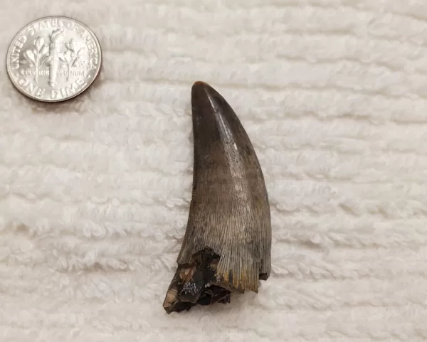 Buy this T-Rex tooth