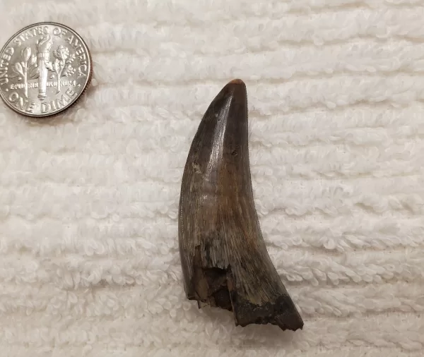 Buy this T-Rex tooth