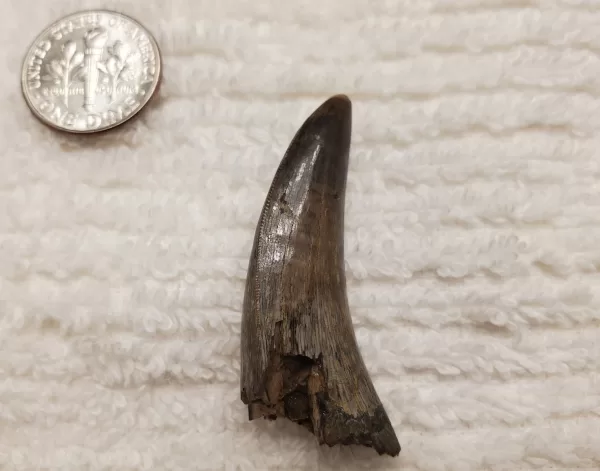 Buy this T-Rex tooth