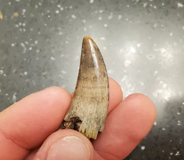 Buy this T-Rex tooth