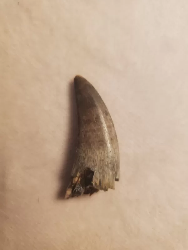 Buy this T-Rex tooth