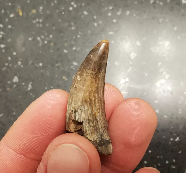 Buy this T-Rex tooth