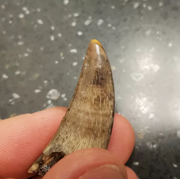 Buy this T-Rex tooth