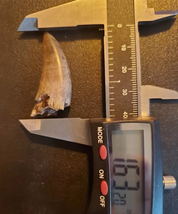 Buy this T-Rex tooth