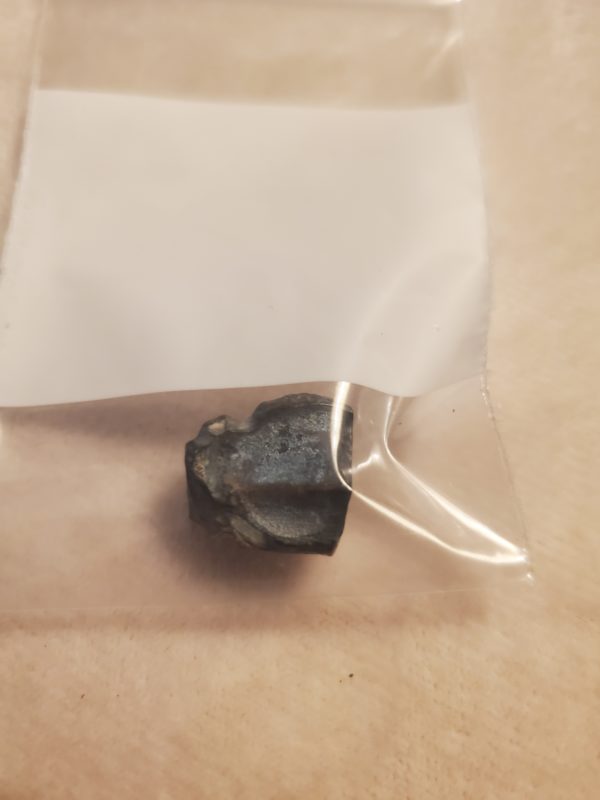 Triceratops Tooth - Image 5