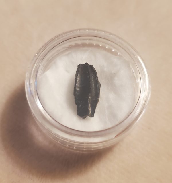 Hadrosaur Tooth