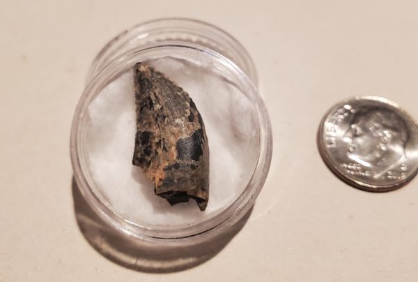 Tyrannosaur Tooth - Image 3