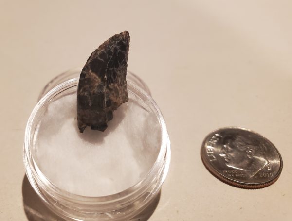 Tyrannosaur Tooth - Image 4