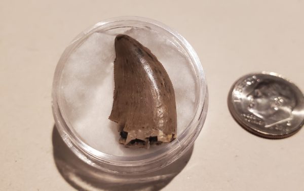 dinosaur tooth