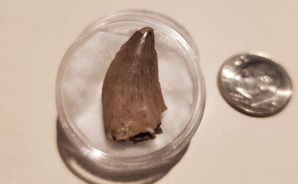 Tyrannosaur Tooth