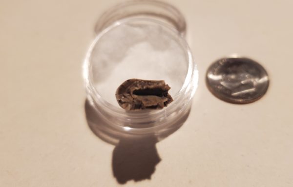 Tyrannosaur Tooth - Image 4