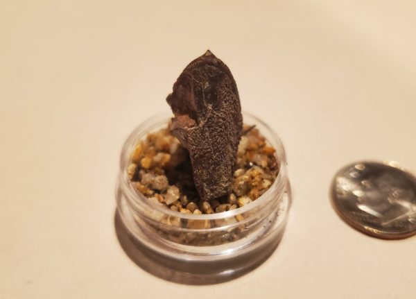 Hadrosaur Tooth with Partial Root - Image 5