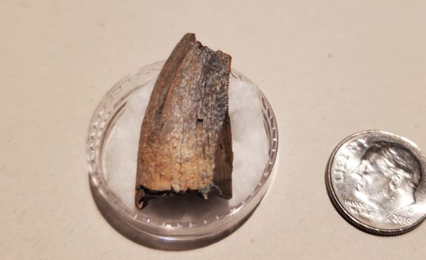 Tyrannosaur Tooth - Image 2