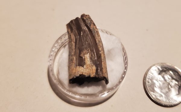 Tyrannosaur Tooth - Image 3