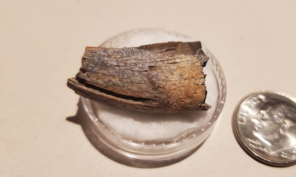 Tyrannosaur Tooth - Image 4