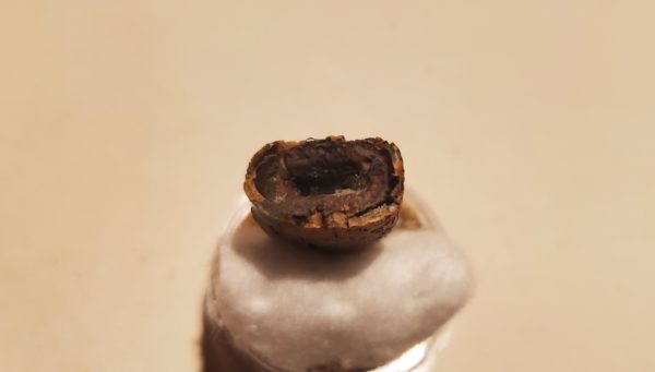 Tyrannosaur Tooth - Image 5