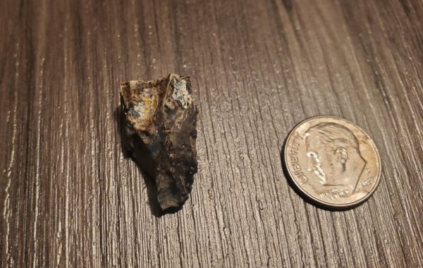 Triceratops Tooth - Image 2