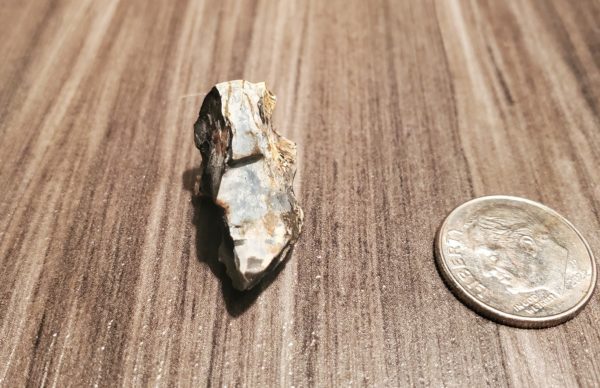 Triceratops Tooth - Image 4