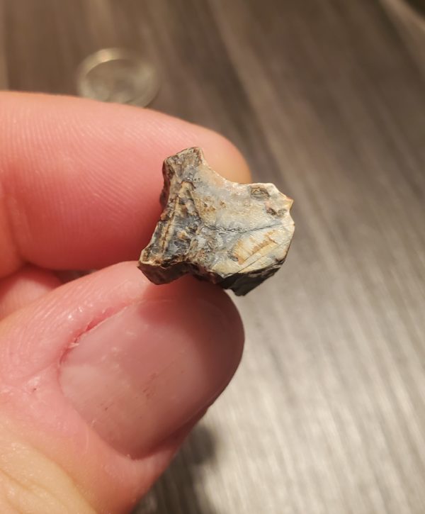 Triceratops Tooth - Image 5