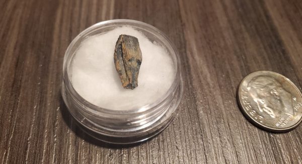 Hadrosaur Tooth - Image 3