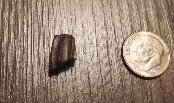 Hadrosaur Tooth