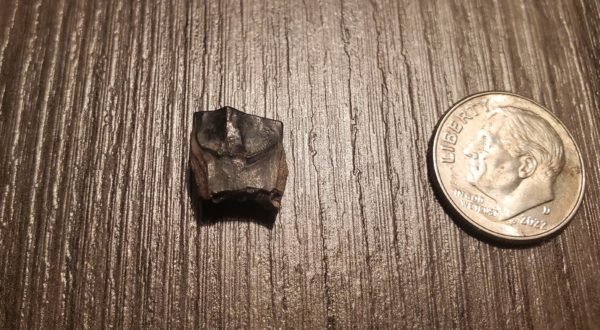 Triceratops Tooth