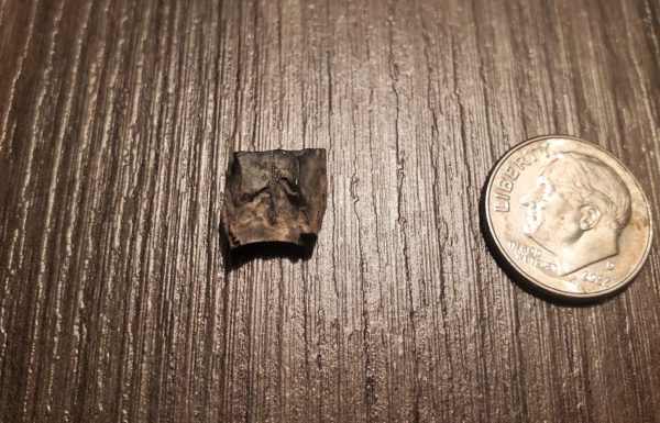 Triceratops Tooth - Image 3