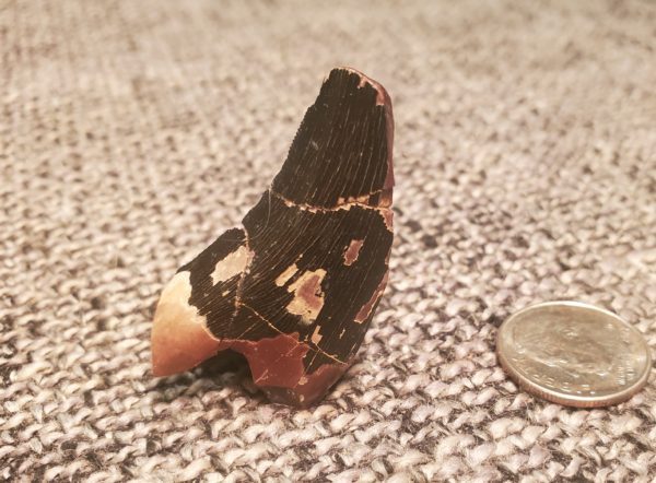 Tyrannosaurus Rex Tooth - Image 2