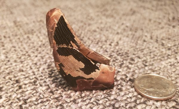 Tyrannosaurus Rex Tooth - Image 3