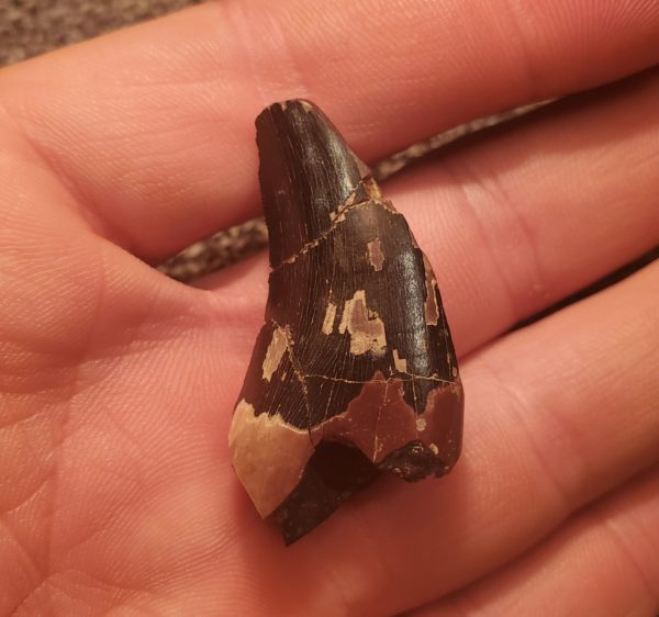 Tyrannosaurus Rex Tooth - Image 6