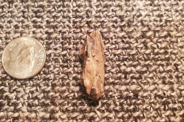 Tyrannosaurus Rex Tooth Fragment - Image 2