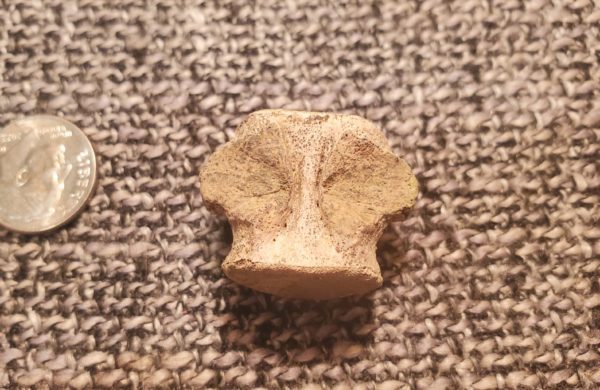 Champsosaurus Vertebra