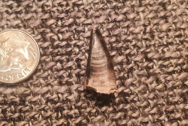 Tyrannosaurus Rex Tooth - Premaxillary - Image 2