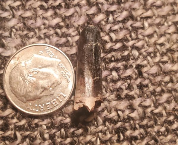 Tyrannosaurus Rex Tooth - Premaxillary - Image 4