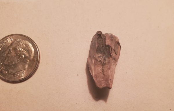 Triceratops Tooth - Image 2