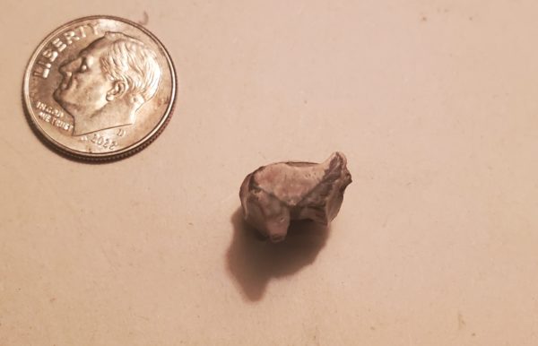 Triceratops Tooth - Image 3